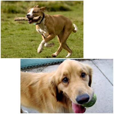 PULUZ Postroj pro psy a nebo jiné domácí mazlíčky pro většinu akčních kamer